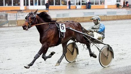 överlägsen. Dino Boko, tränad av Jaako Alamäki, visade i går på Peabtravet att han blir att räkna med i framtiden. Foto: Karl-William Sandström