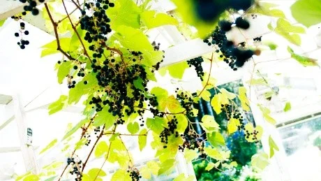 Vindruvor, vinranka.
