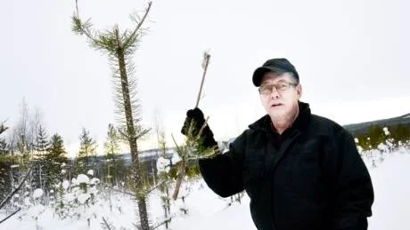 DRABBAD. Seth Hedströms skog i Harads, Boden, är hårt drabbad av älgskador. "Det blir stora ekonomiska förluster", säger han.