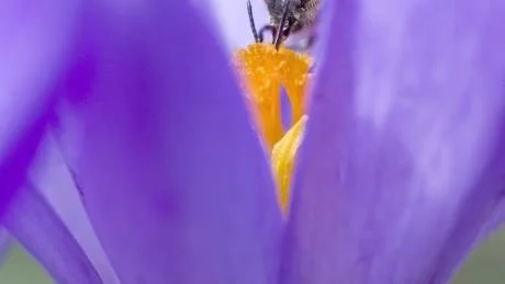 hungriga. När vildbina kryper fram ur sina puppor tidigt på våren är de hungriga. Då är det tur att krokusen redan blommar.Foto: Håkan Sandbring
