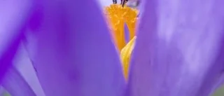Från blomma till blomma i jakten på nektar