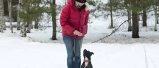 Lär hunden lyda på ett klick
