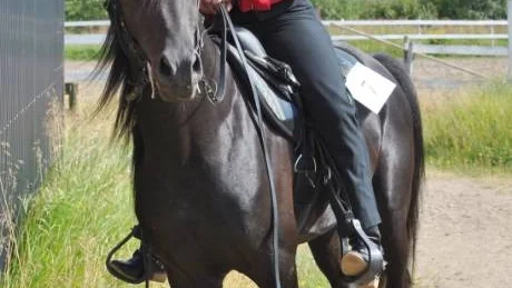 KLUBBMÄSTARE. Ida Apelqvist och BA Braveheart blev klubbmästare i western riding.  Foto: Cecilia Ländin
