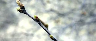 Tiden inne för pollen