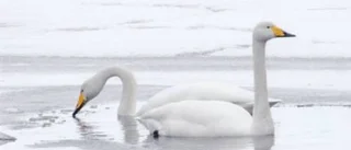 Dagens väderbild