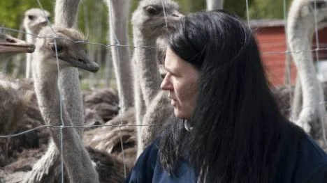 Annicka Stenmarks har alltid gillat fåglar. Nu driver hon en strutsfarm i Slagnäs tillsammans med sin sambo Arnt Ditlevsen.