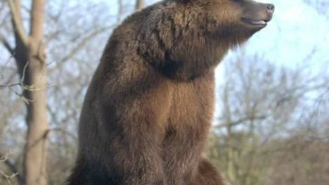 Björnen är stadd i utdöende och finns blott i de mest otillgängliga fjälltrakterna av Pite-, Lule- och Torne lappmarker samt ytterst sparsamt i Dalarna, Hälsingland och Jämtland meddelades det 1896. Åren 1901-1905 sköts det 54 björnar i länet.