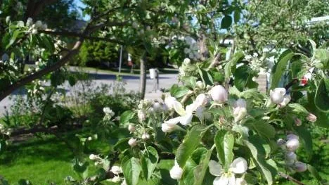 Äppelträden blommar i Bergsviken.