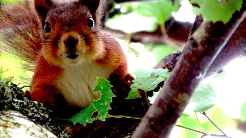 En söt liten nyfiken ekorre ute på landet i Ramsdal. Foto: Nathalie Söderholm