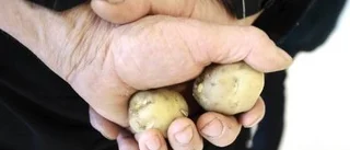 Gör Luleå till GMO-fritt område