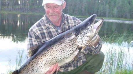 REKORD I SVANIS. Nu är han tillbaka i spalterna. Kimmo Laakso, Skelleftehamn, som vann öringklassen i fjol. Det här är hans senaste bedrift. En öring på 7.220 gram och 92 centimeter. Som vanligt båtfiskar Kimmo i Svanisträsk utanför Boden. Sedan Kimmo gjort motrycket hoppade öringen två gånger riktigt högt över vattenytan. "Efter två magplask bar det iväg mot botten där den stod och borrade sig fast. Men till slut fick den ge sig", berättar Kimmo. Fisken är nu öringrekord i Svanisträsk.