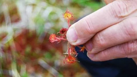 INSEKTSFÅNGARE. På rundsileshårets klibbiga blad fastnar insekter som ger växten näring.