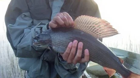SEGER- HARREN. Årets värsting i harrklassen är den här fisken. Den fångades av Elias Engström, 17 år, Rasmyran, Boden.  Harren  vägde  1,7 kilo och var 57 centimeter. Den togs med en hopperfluga och naturligtvis flugspö i Suobbat, Jokkmokk. När Elias inte  fiskar utbildar han sig till fiske- och turistguide i Jämtland. Men så ofta som möjligt kommer han hem till Norrbotten för att  sportfiska.