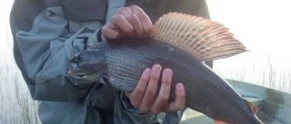 Länets mästerfiskare