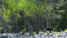 900 björnar. Enligt en beräkning som gjordes 2008 fanns cirka 900 björnar i Norrbotten.  Jägareförbundet vill nu att minst 75 ska skjutas under hösten och att den allmänna jakten  också ska fortsätta under våren.  Foto: MAGNUS SJÖBLOM
