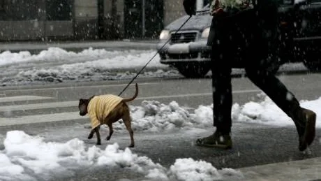 PÅKLÄDD. Snö och slask kan bidra till köldskador på hundar med tunn päls.