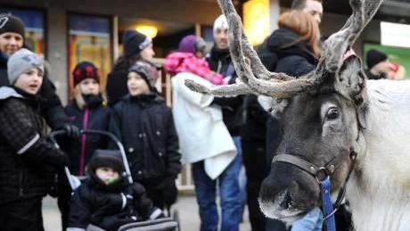 JOBBADE. Renarna i Luleå fick arbeta hårt med att dra slädar. Belöningen blev alla värmande klappar från barnen.