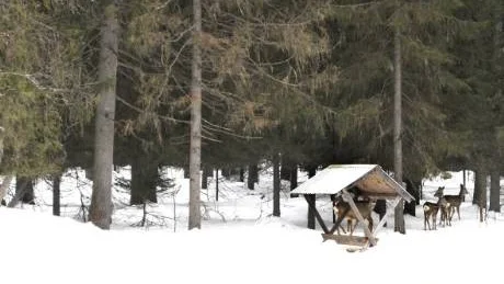 MAT. Havrekross, potatis och äpplen lockar de skygga rådjuren till foderbordet.