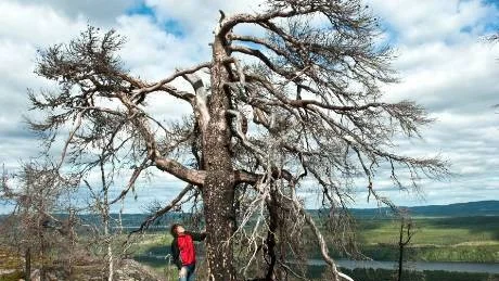 VINDPINAD. Den här tallen dog i branden. En mäktig sak som nog står upp länge till. Foto: Håkan Zerpe