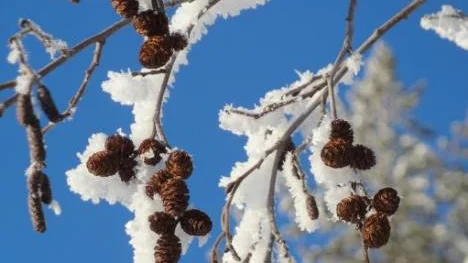 Vinter på Hemlunda. Blå himmel och med frost som  greppat om alkottarna.