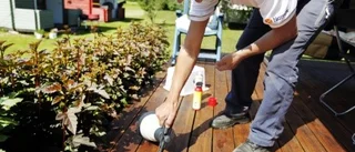 Skadedjursbekämparna har fullt upp i sommarvärmen