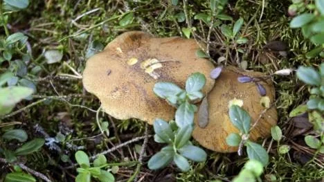 Smörsopp, en jättegod matsvamp, här har regnet åsamkat lite skador på "hattarna".