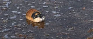 Invasion av lämlar i fjällen