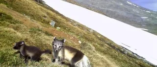 Djuret med den varmaste pälsen