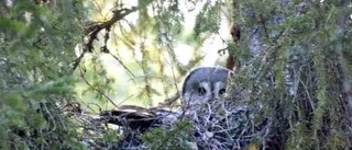 Rapport från uggleskogen