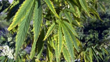 Cannabisplanta hittades i parkrabatt.  (Arkivbild)