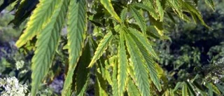 Cannabis bland kommunens växter