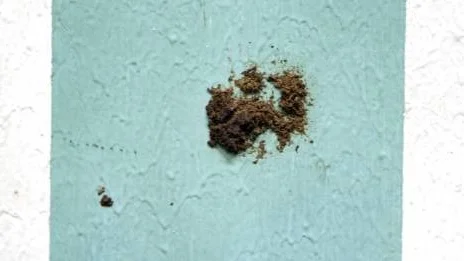 Snus i taket och på väggarna är mer en regel än ett undantag.