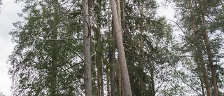 Han räddar träd på hög höjd