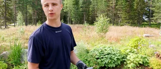 Så upptäcker du myrinvasionen
