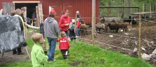 Första betessläppet med publik
