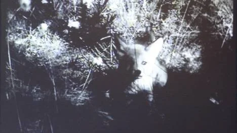 Den berömde svenske dokumentärfilmaren Arne Sucksdorff var inte främmande för att manipulera verkligheten i sina naturfilmer, exempelvis "En sommarsaga" från 1941. Han var långt före sin tid.