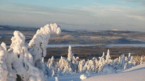Tungt för träden men vackert för ögat. Vy från Akkanålke mot Sjöträsk med Storavan i bakgrunden.