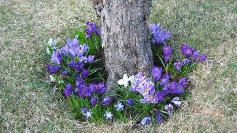 Runt det gamla äppelträdets stam lyser vårblommor omgivna av fjolårsgräs.