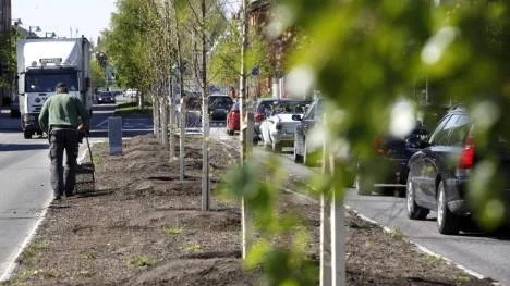 Björkarna är planterade och gräset är insått på Sundsgatans mittsträng. Thomas Lindbäck på kommunens parkavdelning bultar fast gräsfröna.