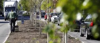 Svalkande vindar är temat för årets blommor