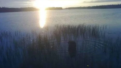Mulle tittar på solnedgången över Storlångträsk.