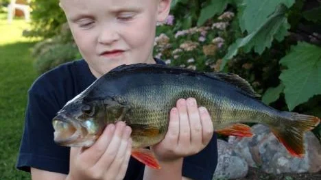 Fem år och riktigt på hugget. Julius Eklund från Öjebyn håller upp sin storabborre på 820 gram som han fångat i Laukersjön.