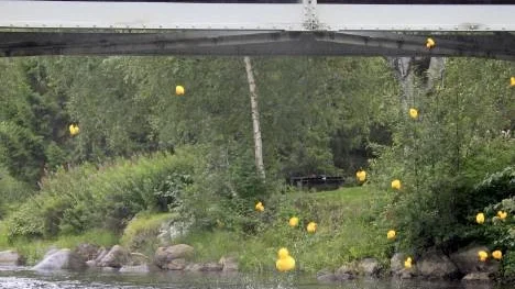 När starten gick landade de 83 ankorna i vattnet med en lång serie plask.