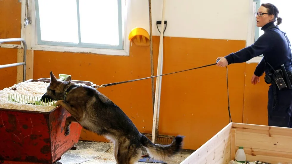 Narkotika. Anja Larsson och hennes hund letar efter gömd narkotika