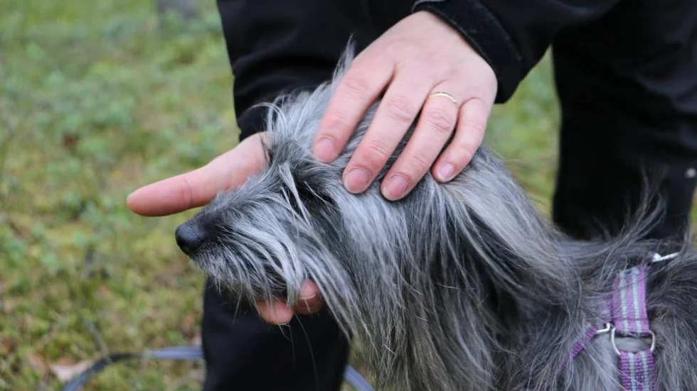 Hunden Yuni, en vallhund av rasen Berger des pyrénées , blir undersökt av sin matte Yvonne Fång.