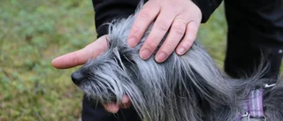 Så skyddar du hunden mot färstingar