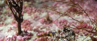 Älvsbydykare i Norska havet