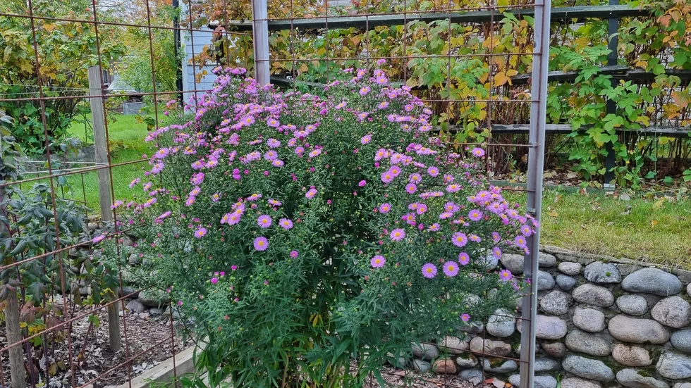 Här blommar höstastern för fullt på Annelund.