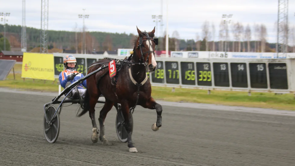 Malin Viklund körde hem en trippel på Bodentravet. Vann tre av tre möjliga. På bilden segerdefilerar hon med Gelato.