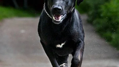 AVLAD PÅ FÄRG. Kanske är det människans fel att vissa hundar blir mer utskällda än andra. Det är ju vi som lekt Gud med hundens pälsfärg i aveln, vilket fått även de fredligaste hundar att verka en aning hotfulla för andra hundar.